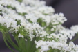 Thumbnail IMG_5008.JPG 
