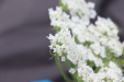Thumbnail IMG_5009.JPG 