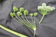 Thumbnail IMG_5010.JPG 