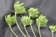 Thumbnail IMG_5011.JPG 