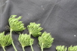 Thumbnail IMG_5012.JPG 