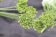 Thumbnail IMG_5013.JPG 