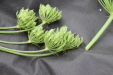 Thumbnail IMG_5014.JPG 