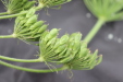 Thumbnail IMG_5015.JPG 