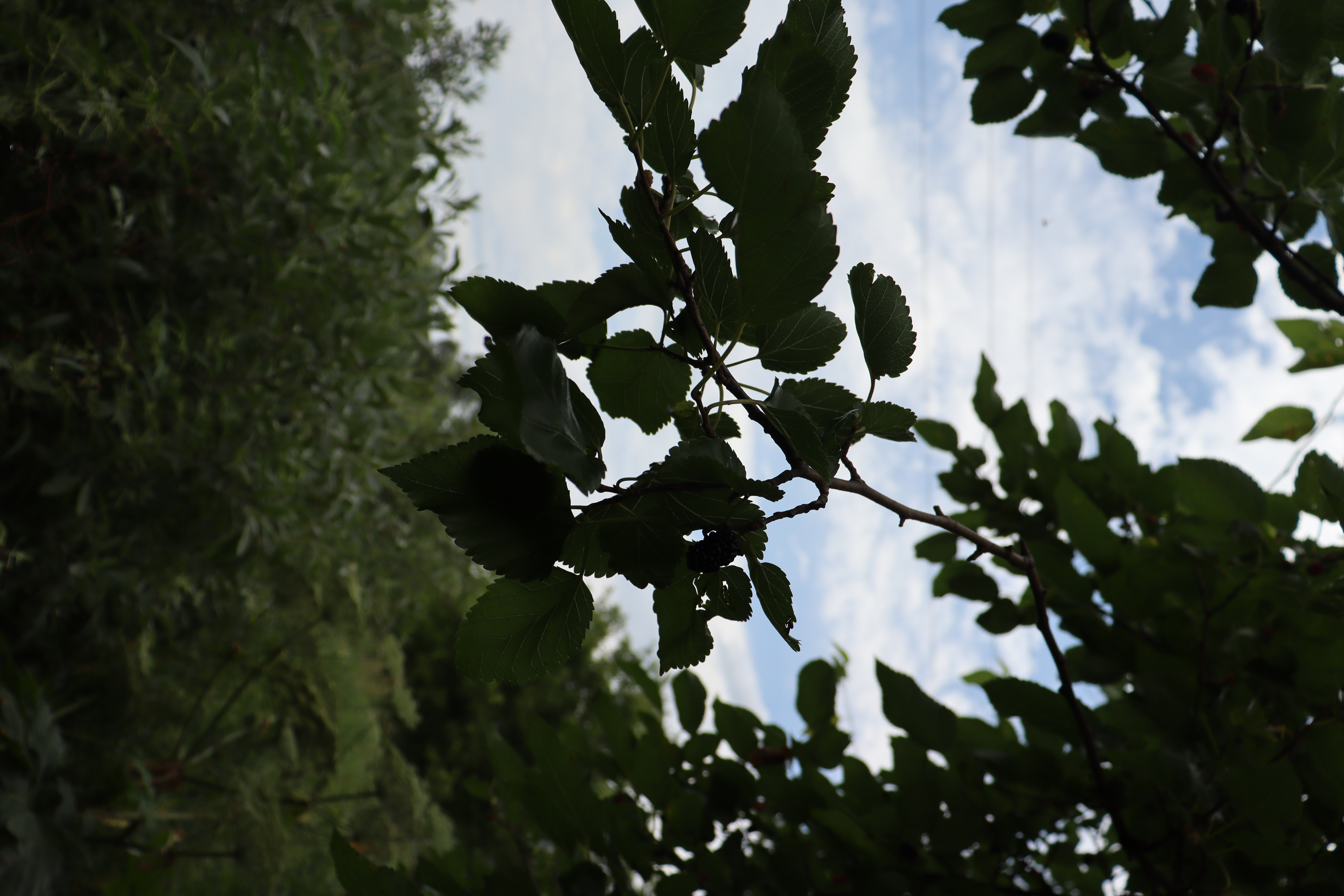 IMG_4950.JPG 