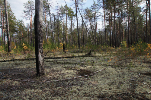 Postfire reforestation of <br>the pine forest