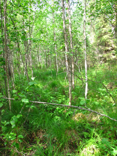 Swamp birch forests