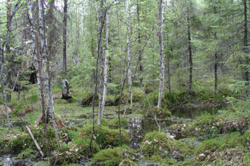 Swamp spruce forests - habitats of many rare species