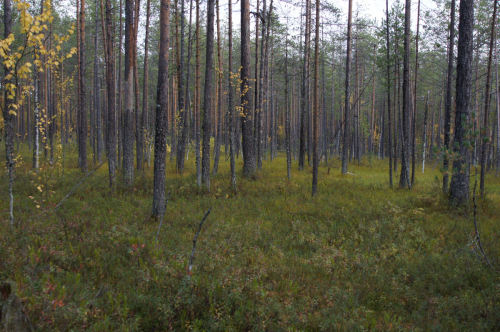 Overlogged pine forest at<br> the edge of<br> the Gusinoe mire