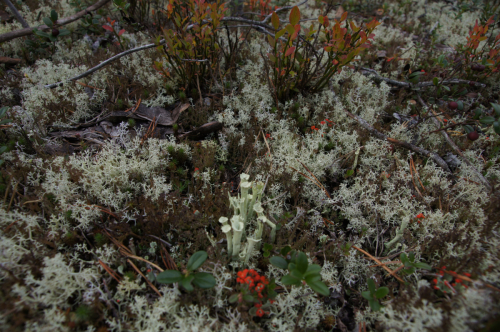 Lichens prevail in the groun vegetation of <br>the pine forests