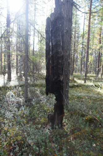 Обугленную древесину заселяют специфичные виды лишайников