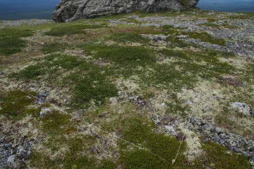 Permanent monitoring site in the damaged mountain tundra