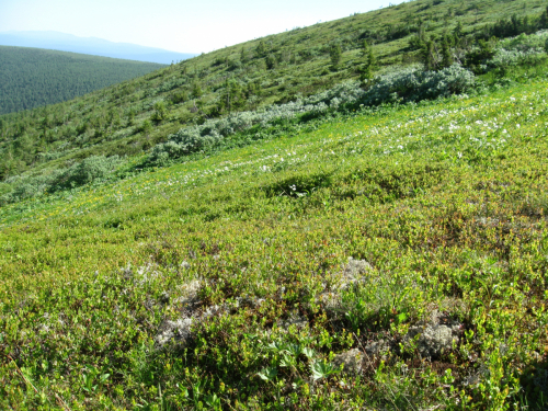 Slope of<br> the Manpupuner Ridge.<br> Anemonastrum biarmiense (Anemone narcissiflora subsp. biarmiensis)