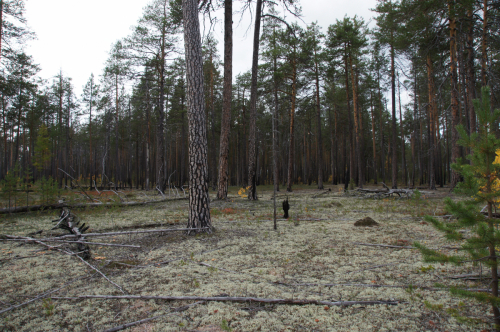 The stand of lichen pine forests has postfire vertical structure