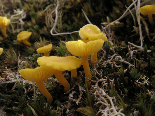 Lichenomphalia alpina (Britz.) Redhead et al.