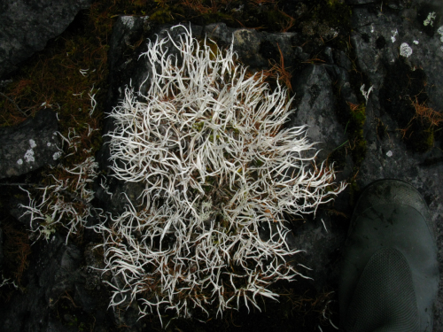 Thamnolia vermicularis (Sw.) Schaer.